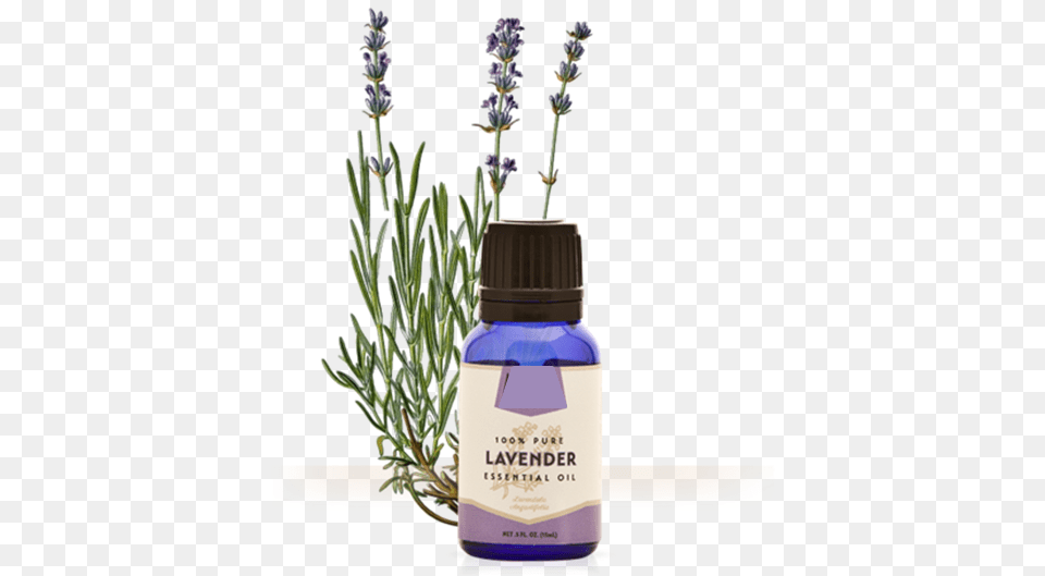 Lavender Oil Fine Lavender Essential Oil Organic 10ml Florame, Flower, Herbal, Herbs, Plant Free Png Download