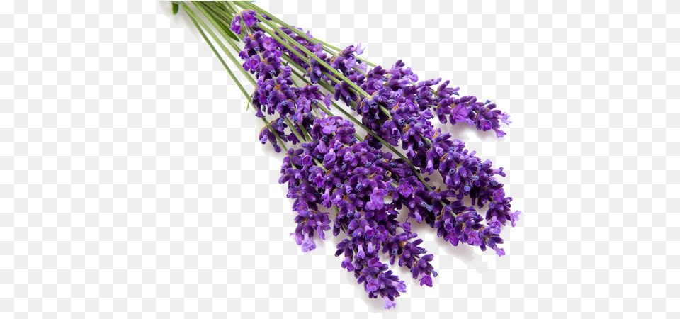 Lavender Picture Lavender Oil, Flower, Plant Png Image