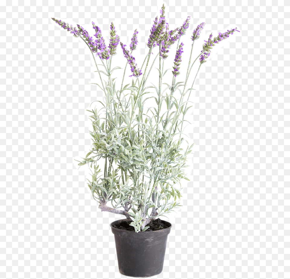 Lavender Plant, Flower, Herbal, Herbs, Flower Arrangement Free Png Download
