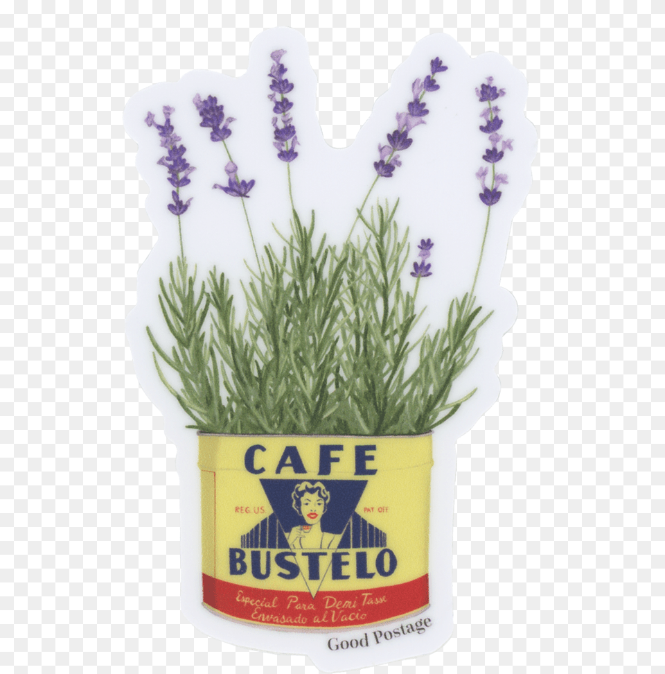 Lavender Plant, Flower, Person, Face, Head Png