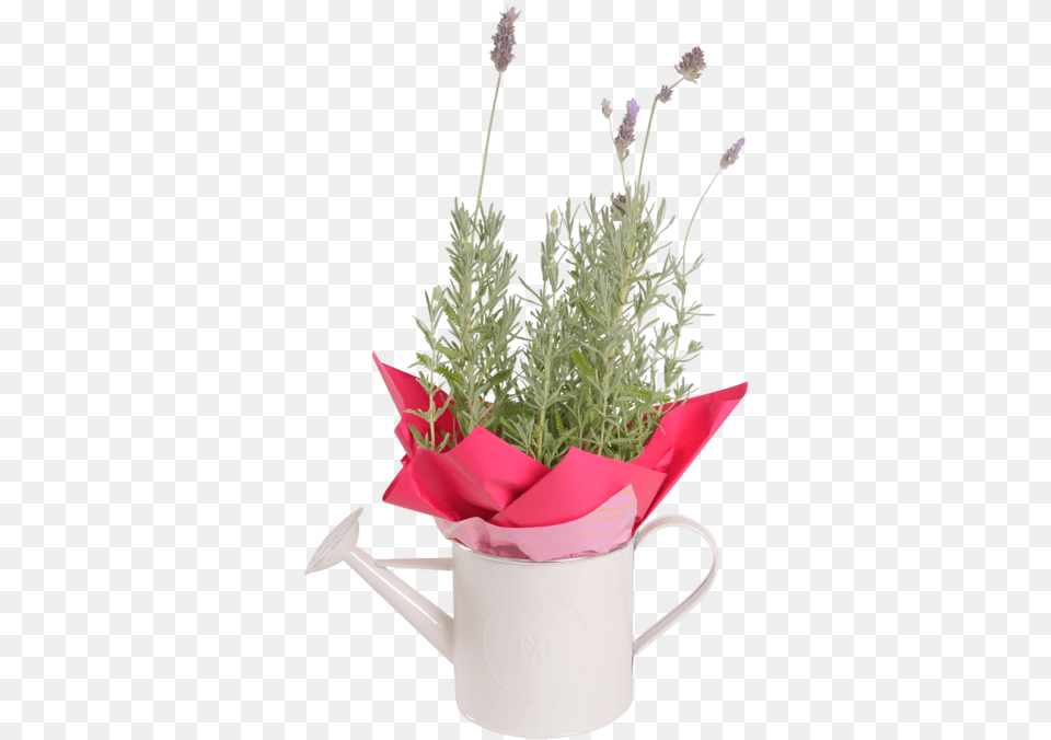 Lavender Plant, Flower, Flower Arrangement, Potted Plant, Herbs Png Image
