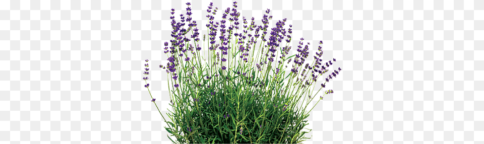 Lavender Plant 2 Image Lavender, Flower Free Transparent Png