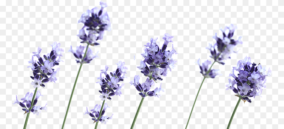 Lavender Plant, Flower Free Transparent Png