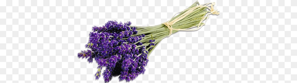 Lavender Plant 3 Image Bunch Of Lavender, Flower Png