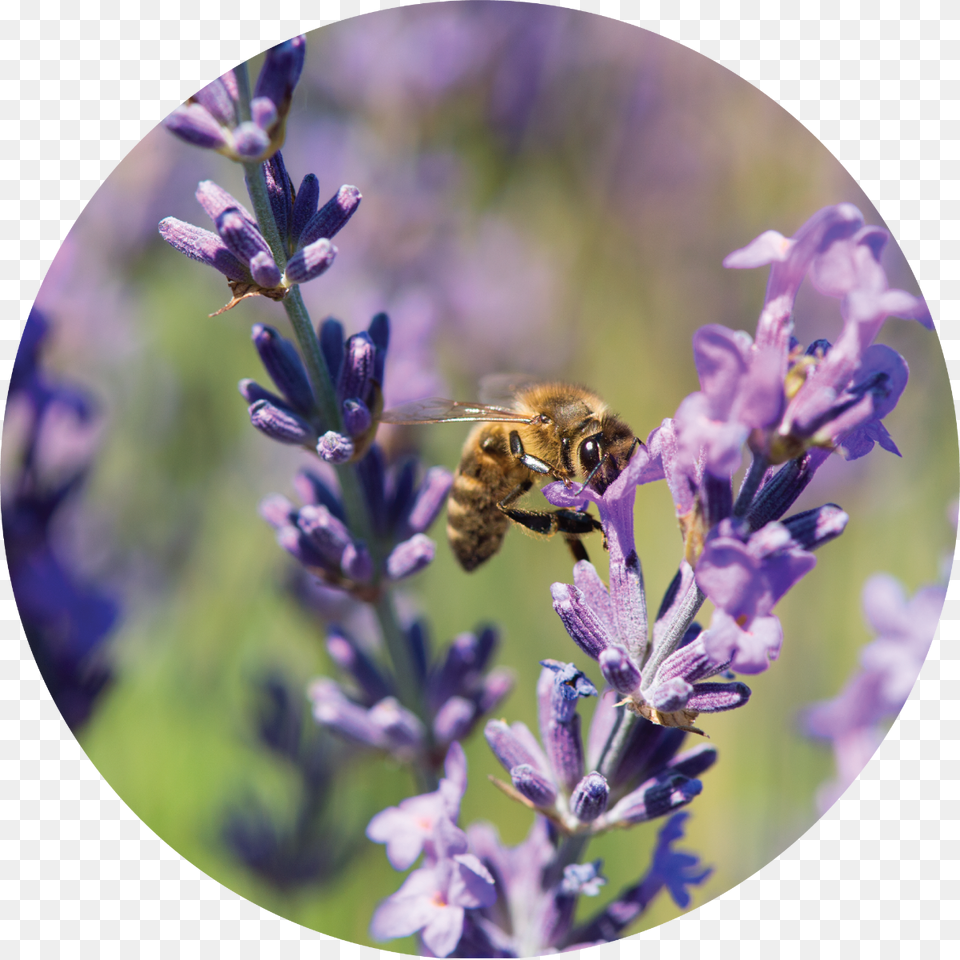 Lavender Plant, Animal, Apidae, Bee, Invertebrate Png