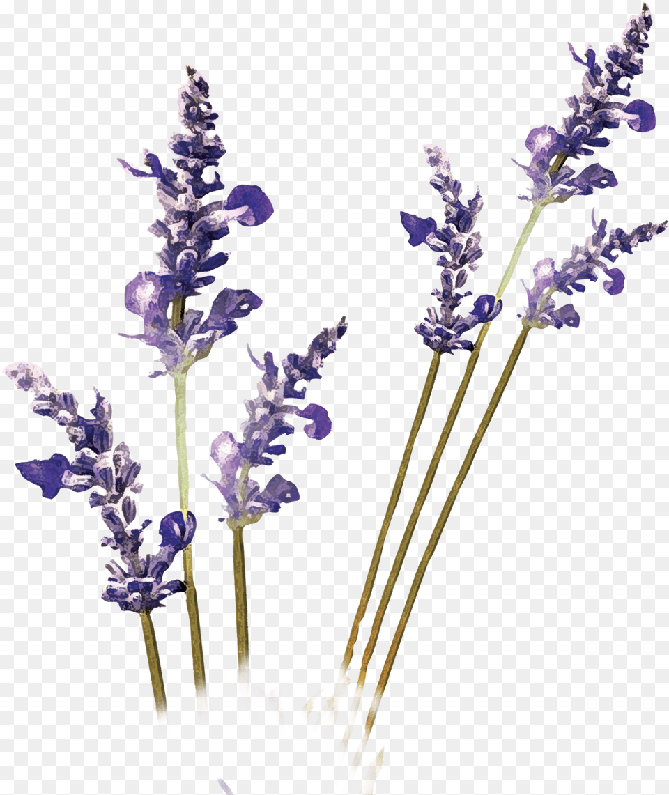 Lavender Plant, Flower Free Png