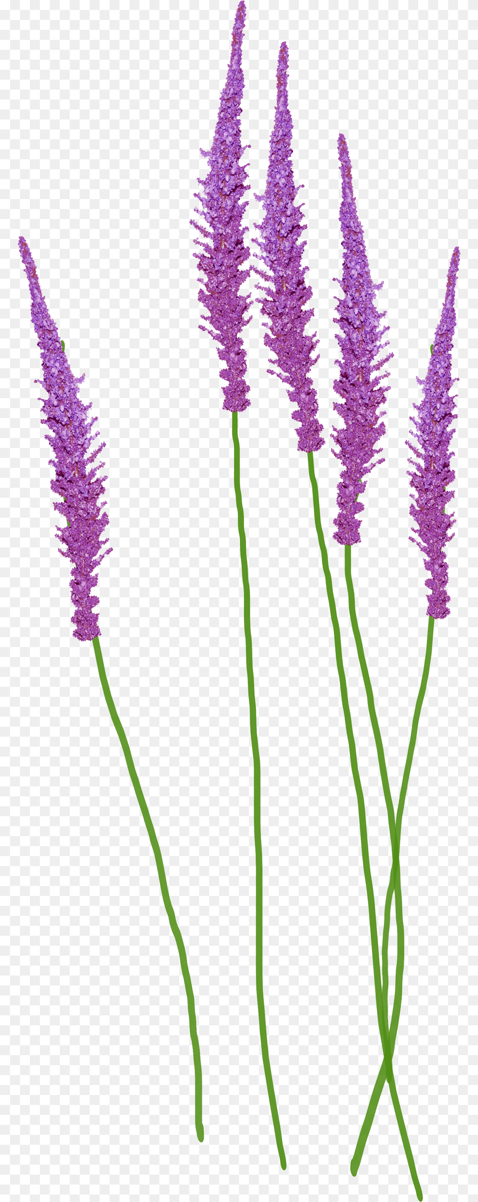 Lavender Plant, Flower, Grass Free Png