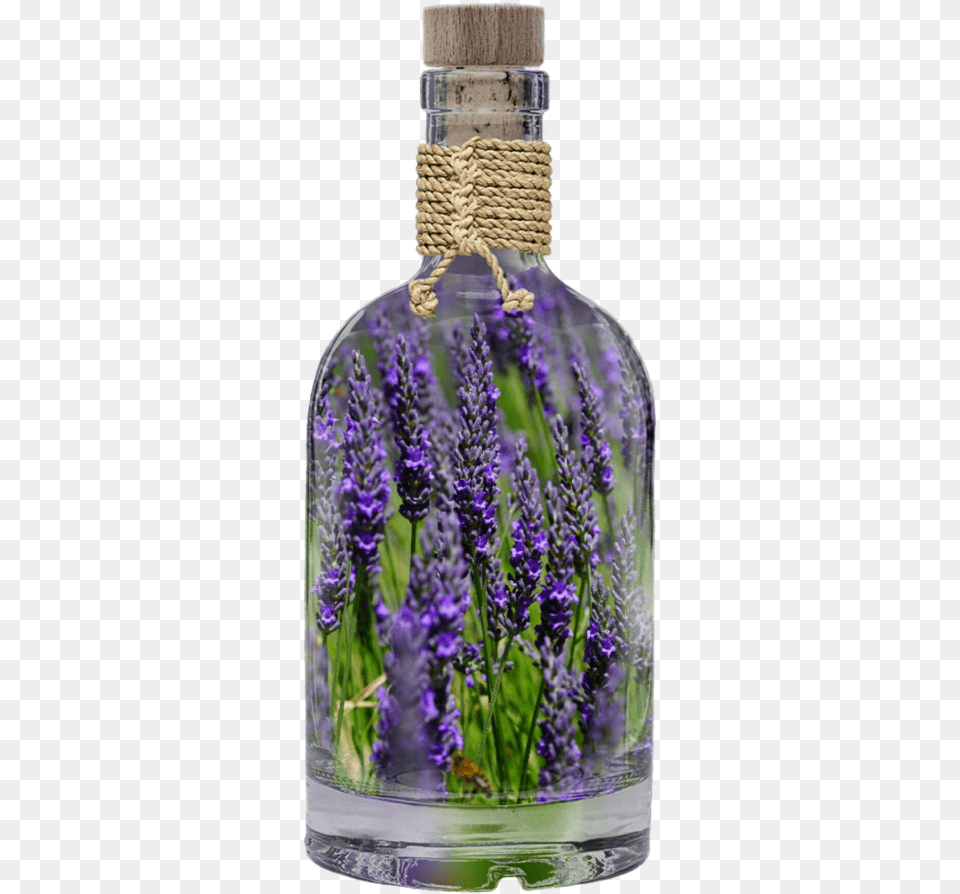 Lavender Plant Based Oils Using Lavender, Flower, Purple, Herbal, Herbs Png Image