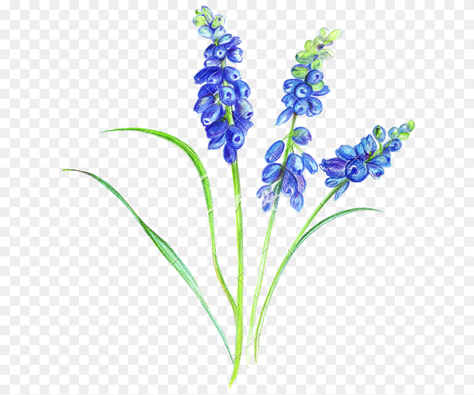 Lavender Plant Drawing Download Flowers With Colour Pencil, Flower, Iris Free Png