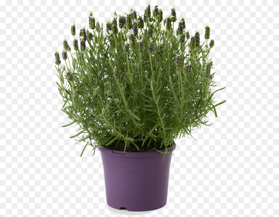 Lavender Plant Lavender, Flower, Herbal, Herbs, Potted Plant Free Png