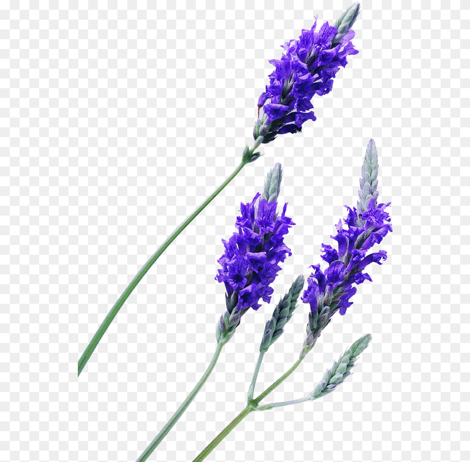 Lavender Plant Lavender Flower No Background Lavender, Lupin Free Transparent Png
