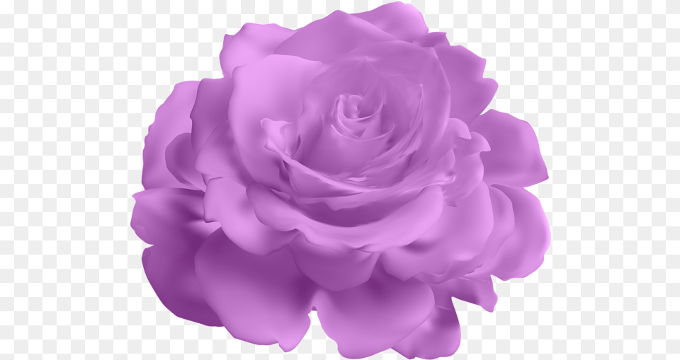 Lavender Purple Rose Blue Flower Transparent Background, Plant, Petal, Carnation Png Image
