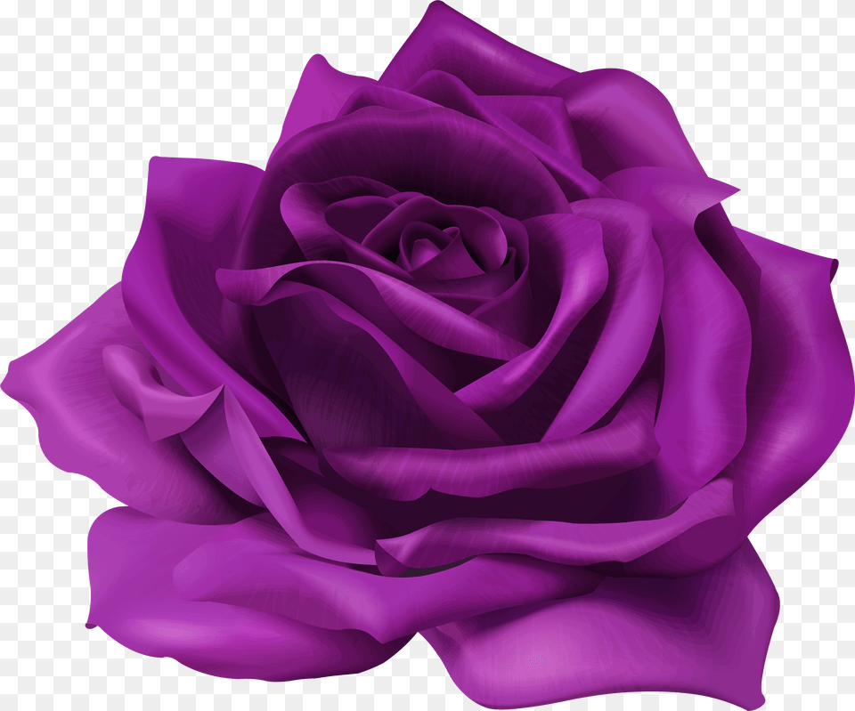 Lavender Purple Rose U0026 Rosepng Transparent Purple Flower Png