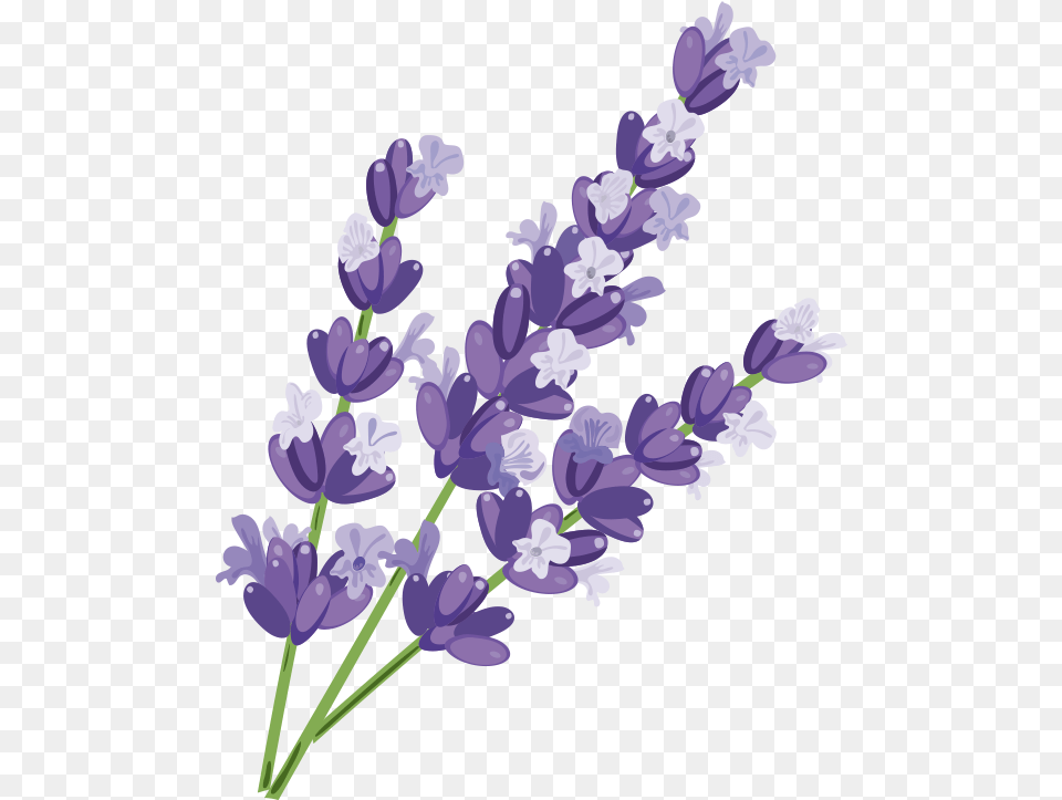 Lavender Relax Lotion Stickybudz Lavender, Flower, Plant Png Image