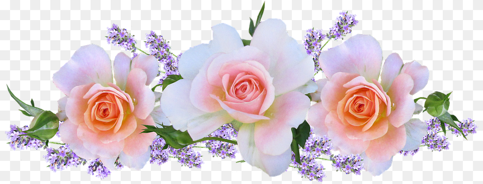 Lavender Roses Images Lavender With Roses Petals Hd, Flower, Flower Arrangement, Flower Bouquet, Plant Png Image