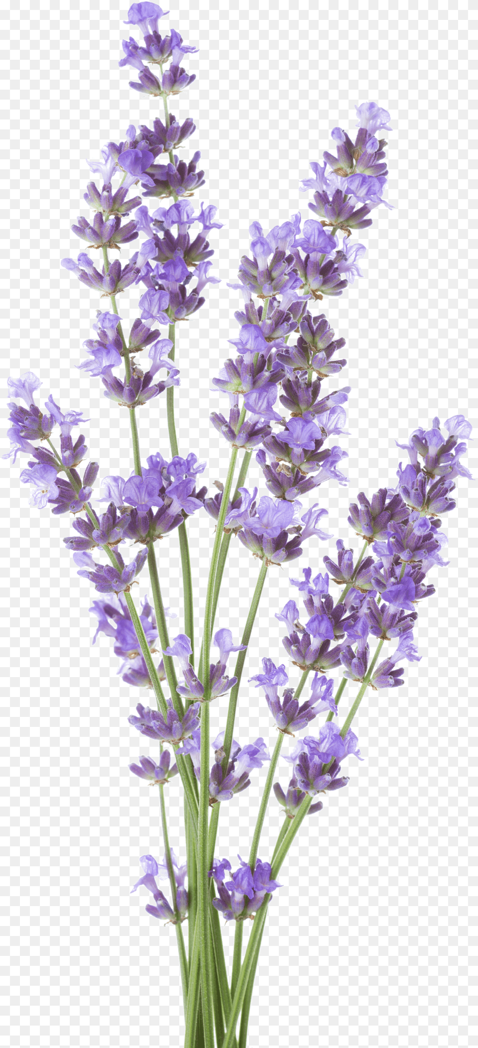 Lavender Royalty Lavender White Background Free Transparent Png