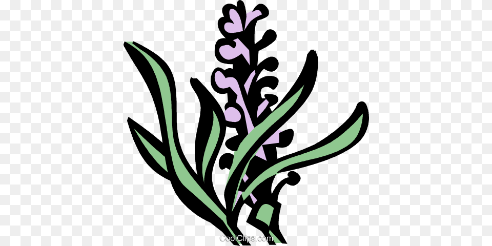 Lavender Royalty Vector Clip Art Illustration, Plant, Flower, Floral Design, Graphics Png Image