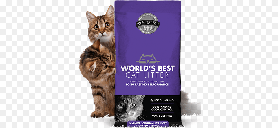 Lavender Scented Multiple Cat Clumping World39s Best Cat Litter Cat Litter Lavender 7 Lbs, Advertisement, Poster, Animal, Mammal Free Png