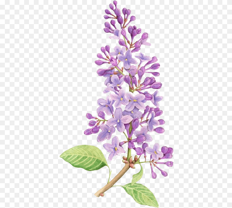 Lavender Simple Lilac Flower Drawing Lilac Flower Drawing, Plant Free Transparent Png