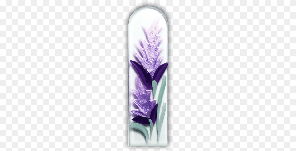 Lavender Snow Crocus, Purple, Ice, Flower, Plant Png