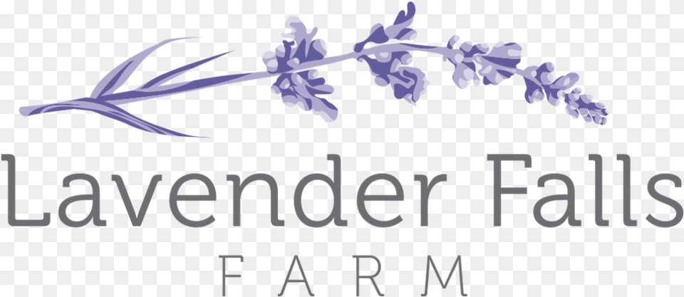 Lavender Sprig, Outdoors, Nature, Flower, Plant Free Png Download