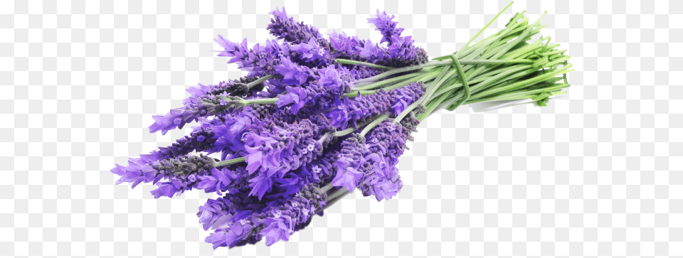 Lavender Sprig Lavender, Flower, Plant Free Transparent Png