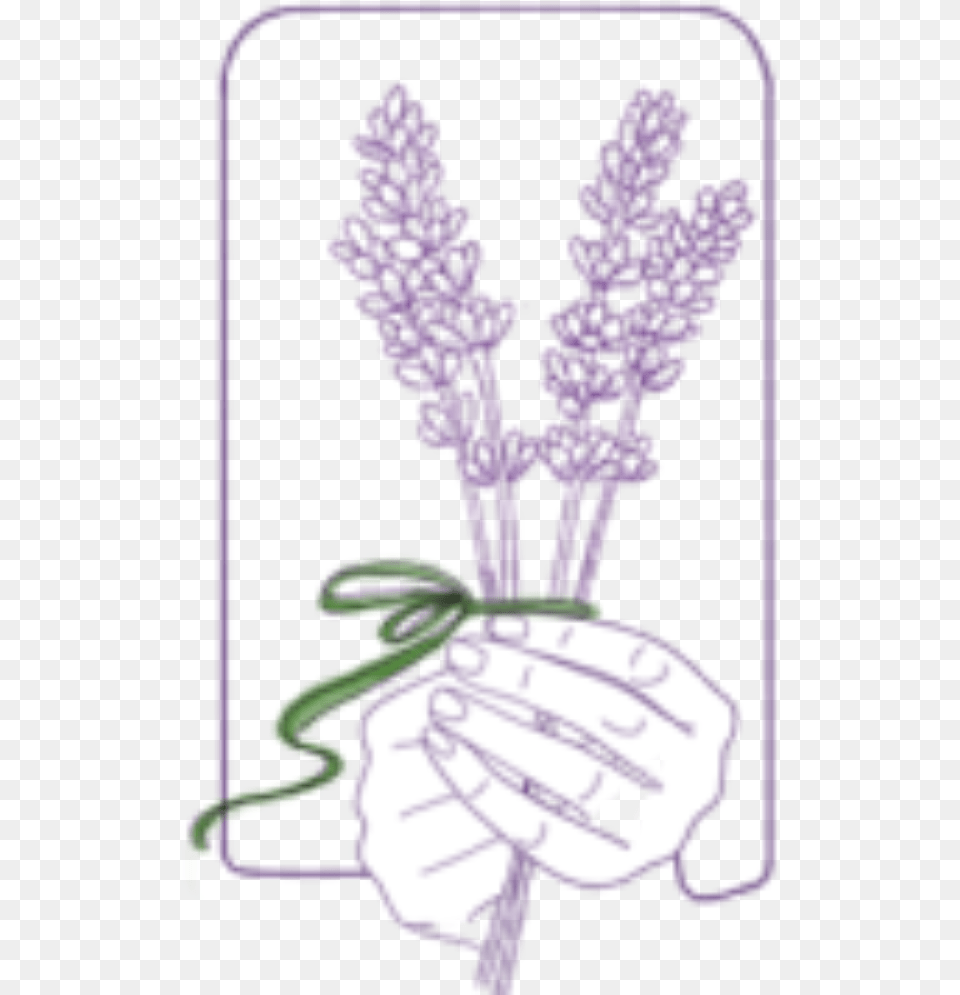 Lavender Sprigs Illustration, Flower, Plant, Purple, Person Free Transparent Png