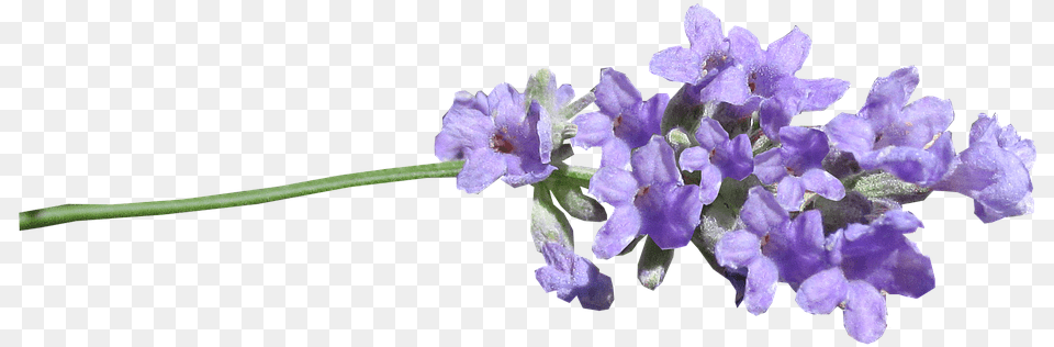 Lavender Stem Cut Out Lavender, Flower, Plant, Petal, Acanthaceae Png Image