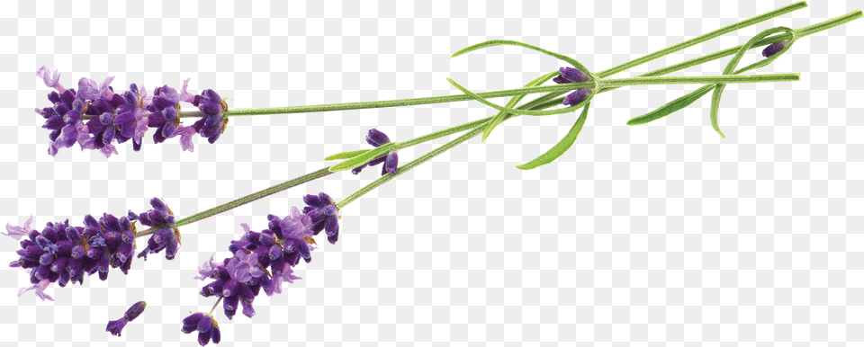 Lavender Stem Lavender Foot Peel Mask Callus And Dead Skin Exfoliation, Flower, Plant Free Png