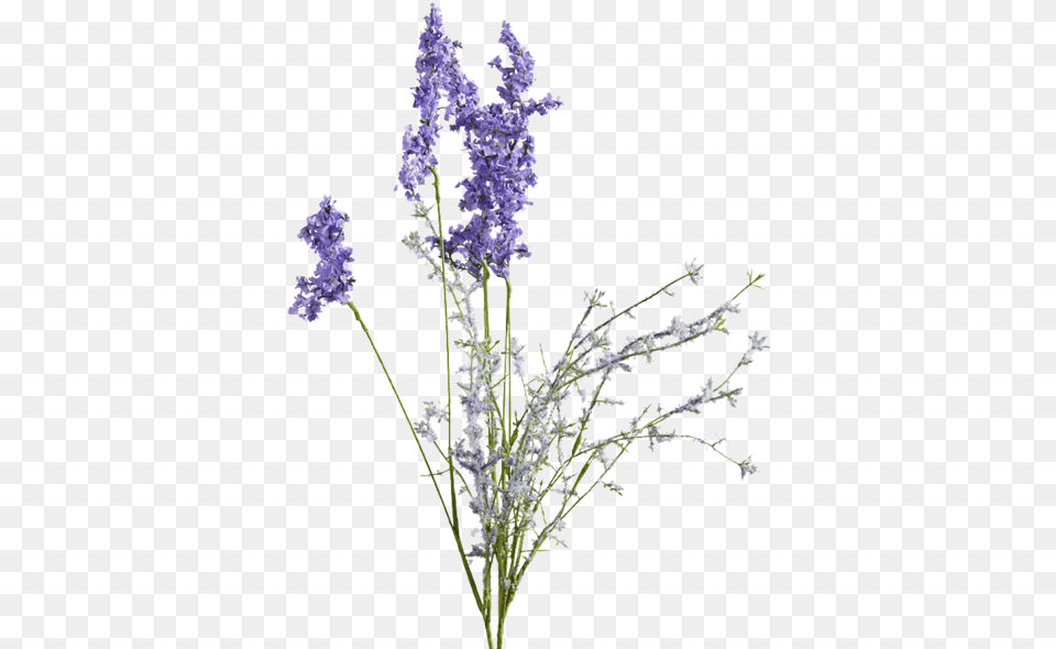 Lavender Stem Clipart Lavender Flower Drawing Plant Free Transparent Png