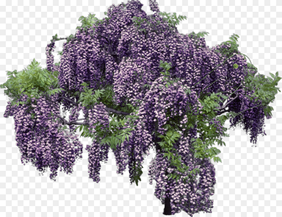 Lavender Transparent Background Transparent Wisteria, Flower, Plant Png Image