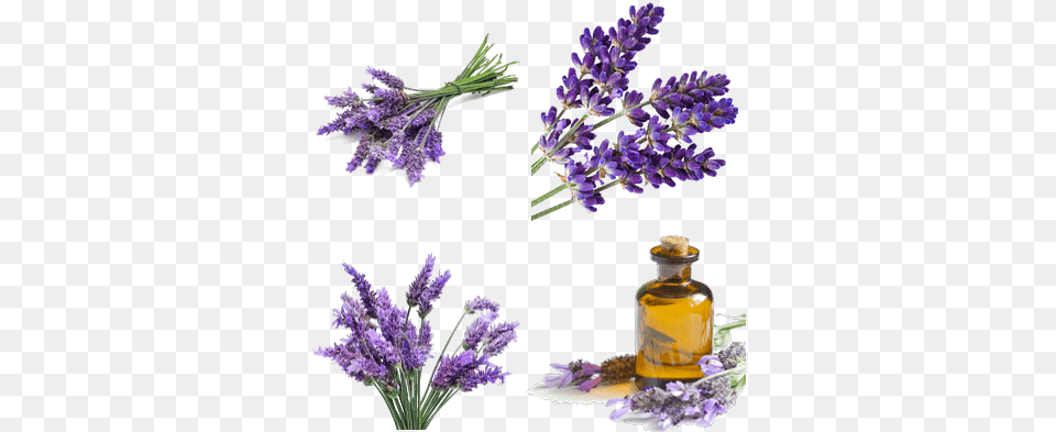 Lavender Transparent Images Stickpng Lavender Flowers Transparent Background, Flower, Herbal, Herbs, Plant Png