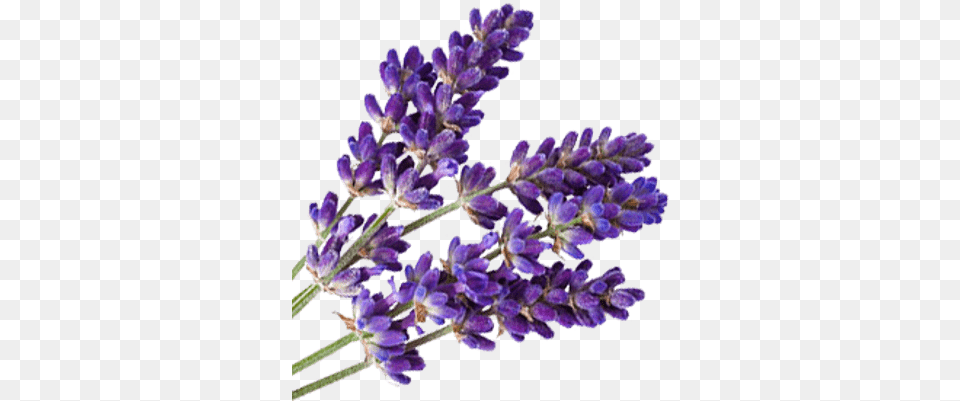 Lavender Transparent Images Transparent Background Lavender, Flower, Plant Png Image