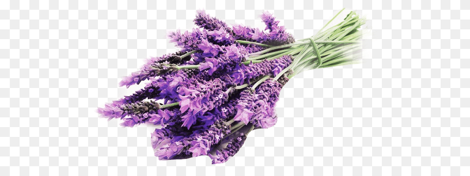 Lavender Used As Medicine, Flower, Plant Png Image