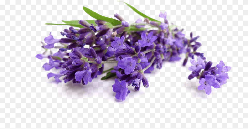 Lavender V Lavender Water On Face, Flower, Plant, Purple, Pattern Png