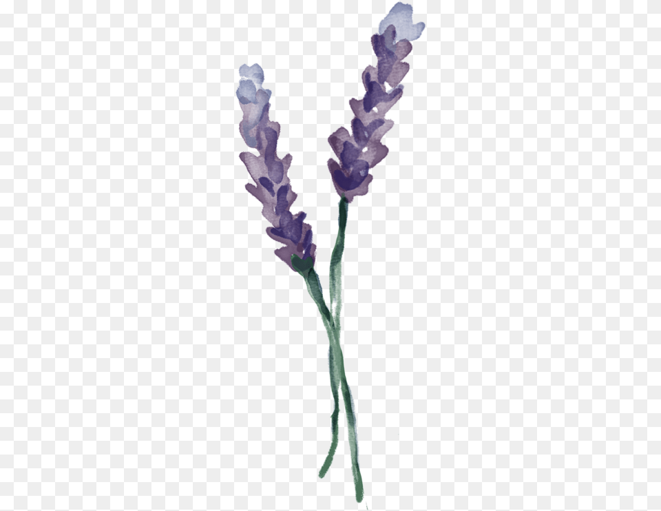 Lavender Vertical Vetochka Lavandi, Flower, Plant Free Transparent Png