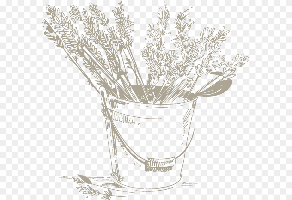 Lavender Water Is Used In Cosmetics For Its Calming Lily Of The Valley, Plant, Bucket, Art, Herbal Free Transparent Png