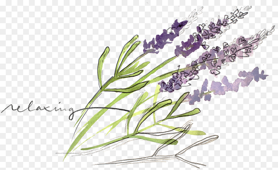 Lavender Watercolor Painting, Flower, Plant, Grass Free Png Download