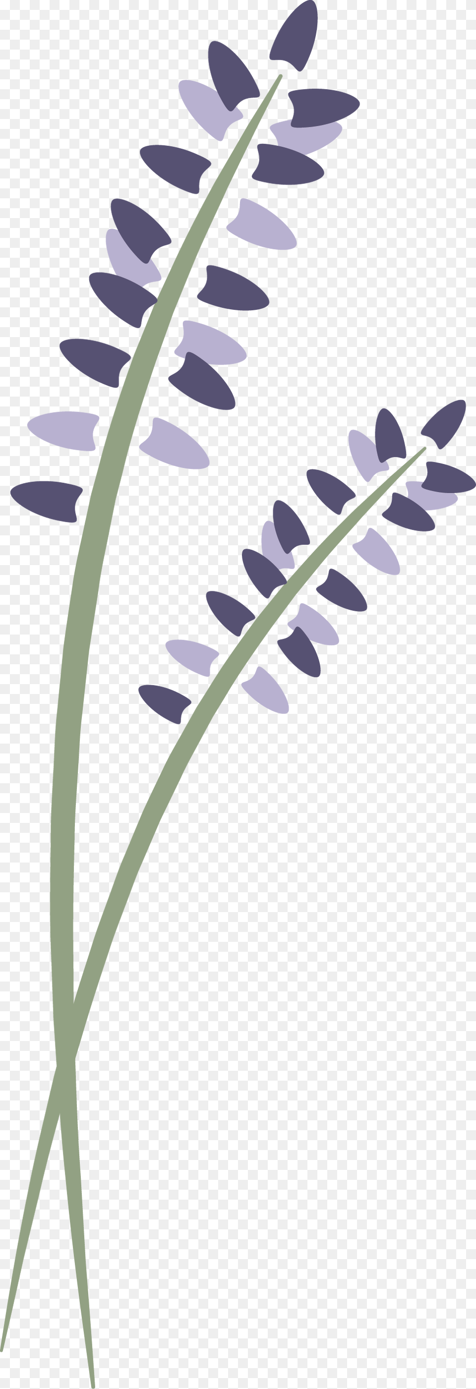 Lavenderlogovertical Lavender Springs Spa Clip Art, Flower, Plant, Grass, Purple Png Image