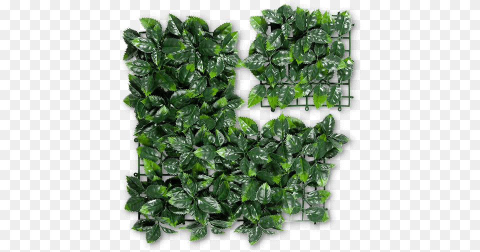 Laver, Leaf, Plant, Vine, Herbs Png Image