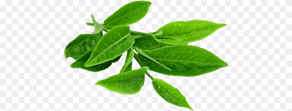 Lavera Smoothing Body Scrub, Herbal, Herbs, Leaf, Plant Free Transparent Png