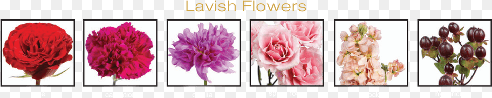 Lavish Is The Ultimate Romantic Trend And Is Gathered Hybrid Tea Rose, Carnation, Flower, Plant Free Transparent Png