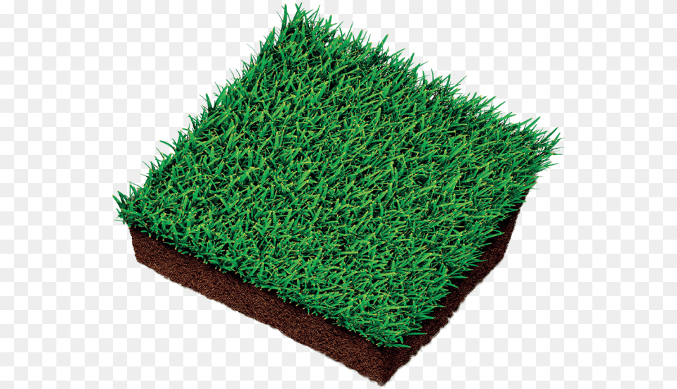 Lawn, Moss, Plant, Tree, Grass Png Image