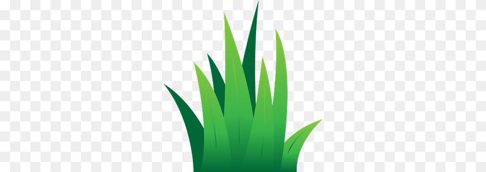 Lawn Green, Leaf, Plant, Aloe Free Png Download