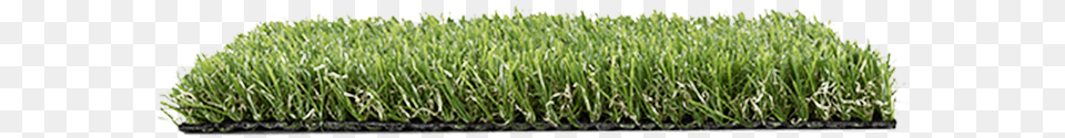 Lawn, Grass, Moss, Plant, Vegetation Png Image