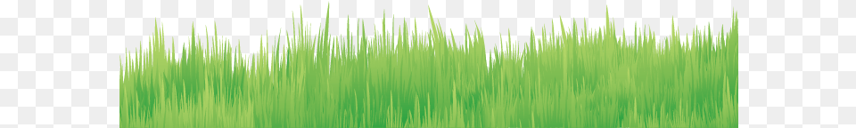 Lawn, Grass, Green, Plant, Vegetation Png Image