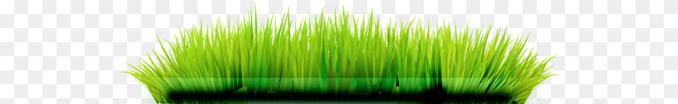 Lawn, Grass, Green, Plant, Potted Plant Free Transparent Png