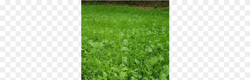 Lawn, Grass, Plant, Field, Vegetation Free Png
