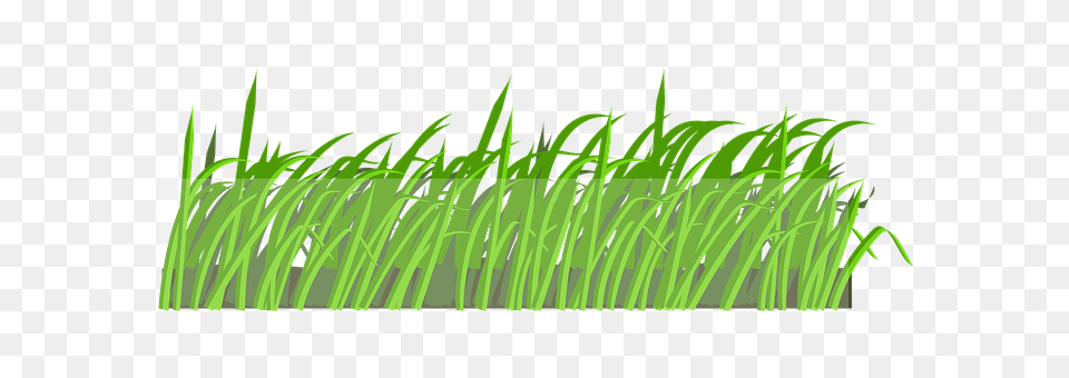 Lawn Vegetation, Grass, Green, Plant Free Png Download