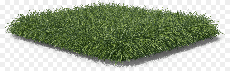 Lawn, Grass, Plant, Vegetation Free Png